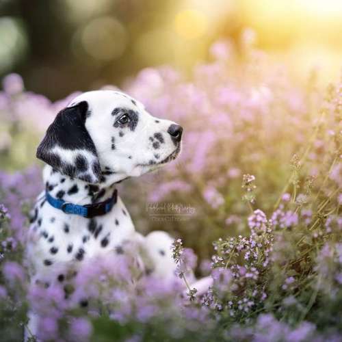 Hundeauslaufgebiet-Pudelwohl Photography / Cora Callmeier-Bild