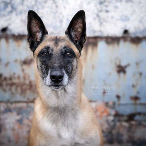 Hundeauslaufgebiet-Pudelwohl Photography / Cora Callmeier-Bild