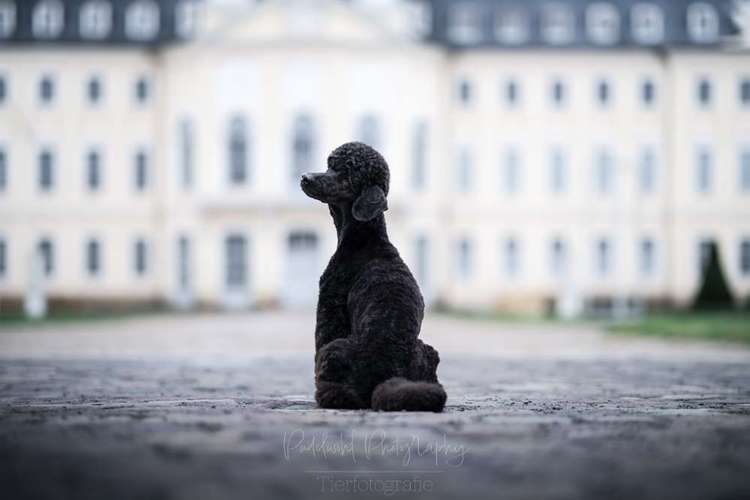 Hundeauslaufgebiet-Pudelwohl Photography-Bild