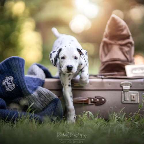 Hundeauslaufgebiet-Pudelwohl Photography / Cora Callmeier-Bild