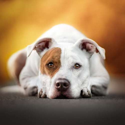 Hundeauslaufgebiet-Pudelwohl Photography / Cora Callmeier-Bild