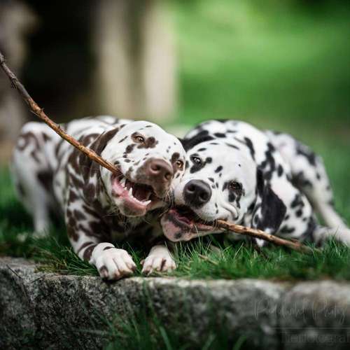 Hundeauslaufgebiet-Pudelwohl Photography / Cora Callmeier-Bild