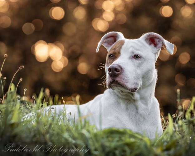 Hundeauslaufgebiet-Pudelwohl Photography-Bild