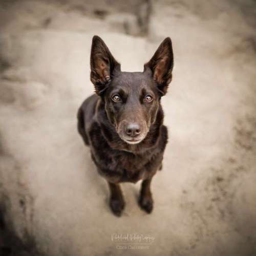 Hundeauslaufgebiet-Pudelwohl Photography / Cora Callmeier-Bild