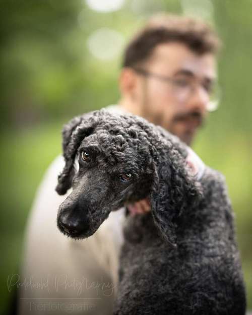 Hundeauslaufgebiet-Pudelwohl Photography / Cora Callmeier-Bild