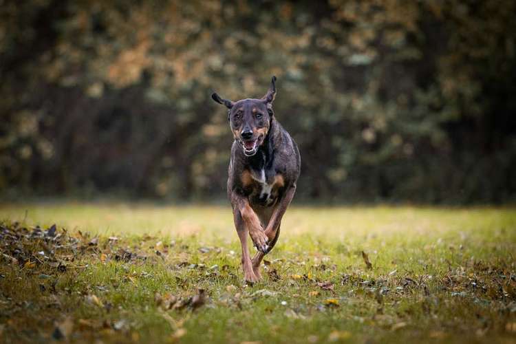 Hundeauslaufgebiet-Hundeschule Tierschutzpfoten-Bild