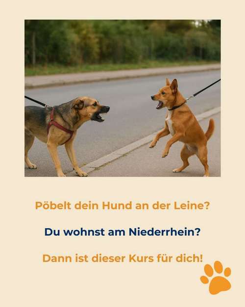 Hundeauslaufgebiet-Hundeschule Tierschutzpfoten-Bild