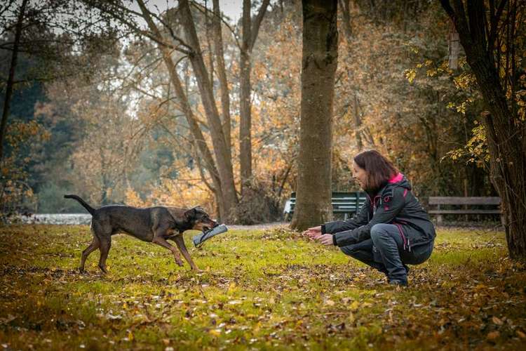 Hundeauslaufgebiet-Hundeschule Tierschutzpfoten-Bild