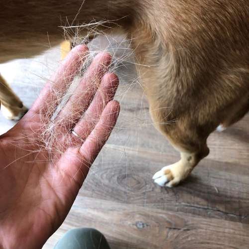 Hundeauslaufgebiet-DOGS CONCEPT-Bild