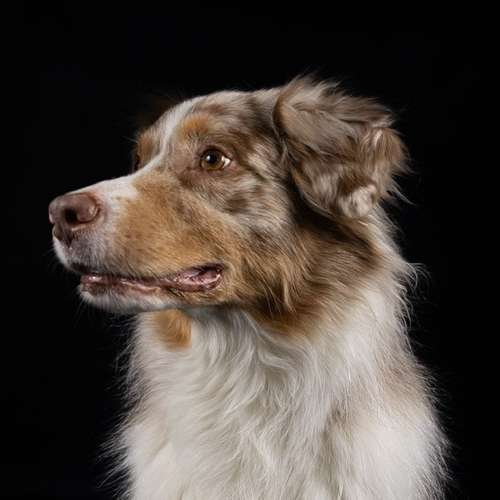 Hundeauslaufgebiet-LeLine Media-Bild