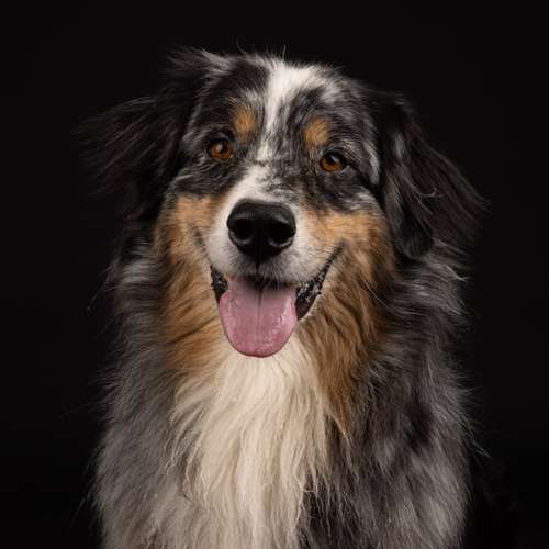 Hundeauslaufgebiet-LeLine Media-Bild