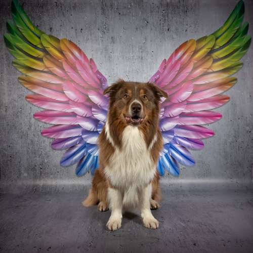 Hundeauslaufgebiet-LeLine Media-Bild