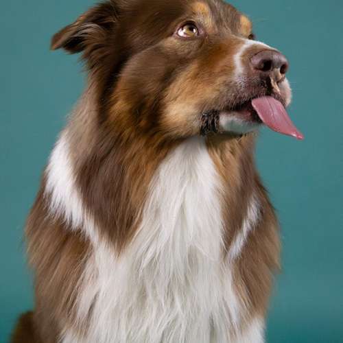 Hundeauslaufgebiet-LeLine Media-Bild
