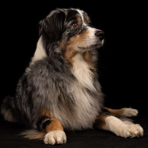 Hundeauslaufgebiet-LeLine Media-Bild