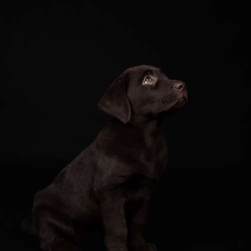 Hundeauslaufgebiet-LeLine Media-Bild