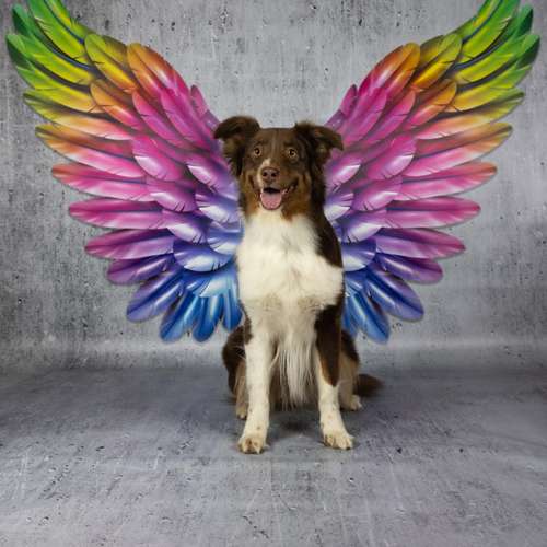 Hundeauslaufgebiet-LeLine Media-Bild