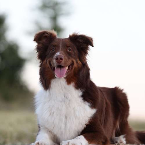 Hundeauslaufgebiet-LeLine Media-Bild