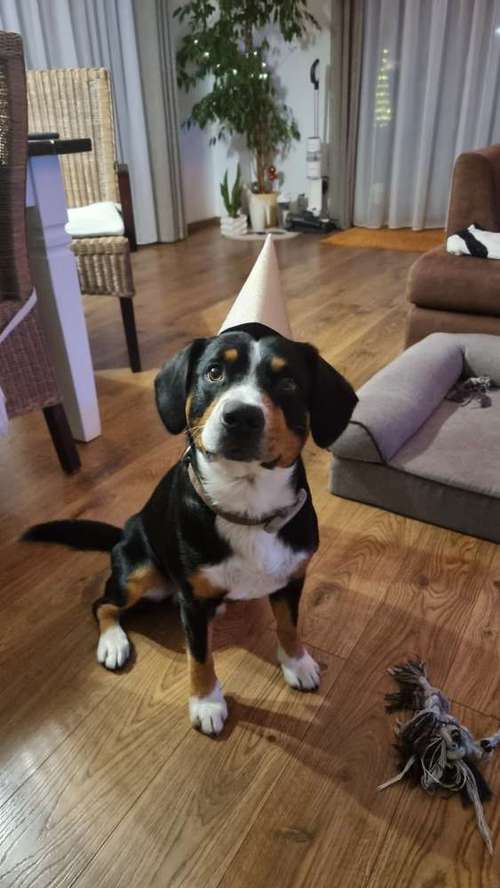 Hundeauslaufgebiet-Versicherungsmakler Alexander M.Kafka GmbH-Bild