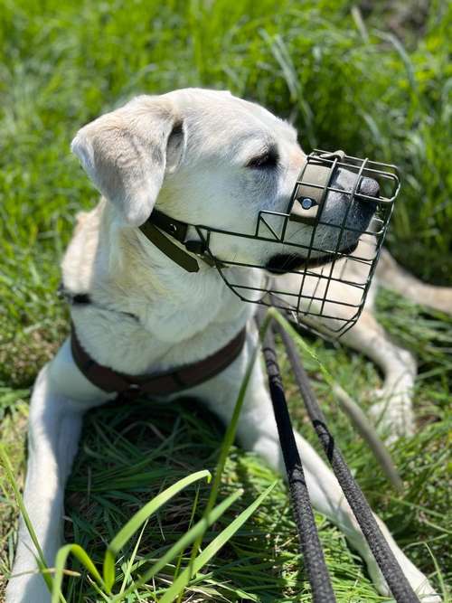 Hundeauslaufgebiet-DoggysStyle Maulkorbberatung-Bild