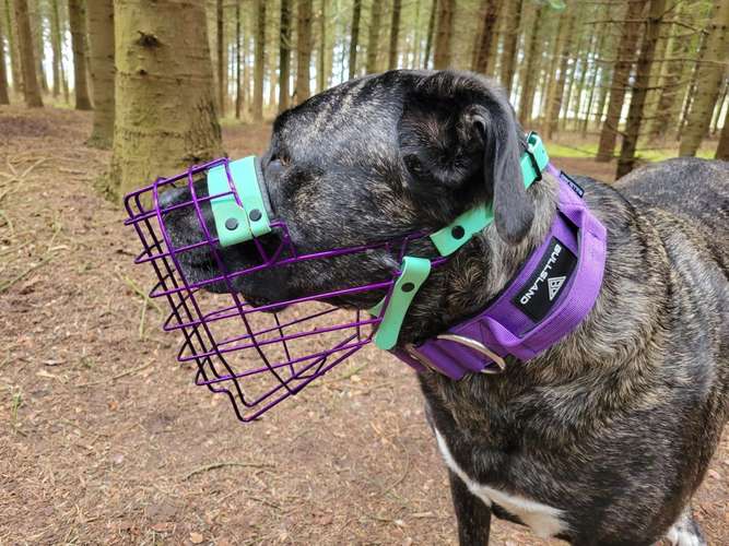 Hundeauslaufgebiet-DoggysStyle Maulkorbberatung-Bild