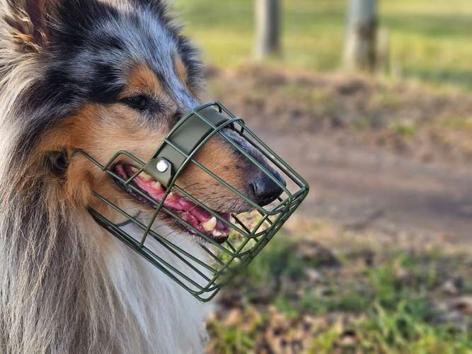 Hundeauslaufgebiet-DoggysStyle Maulkorbberatung-Bild