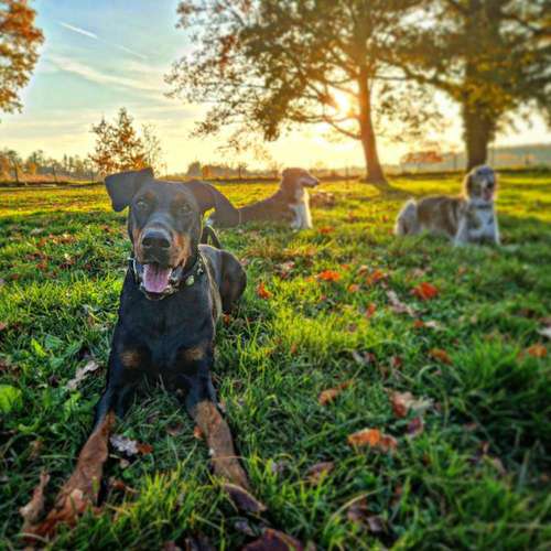 Hundeauslaufgebiet-ZERBERUZ - Hundeschule, Betreuung, Gassi-Service-Bild