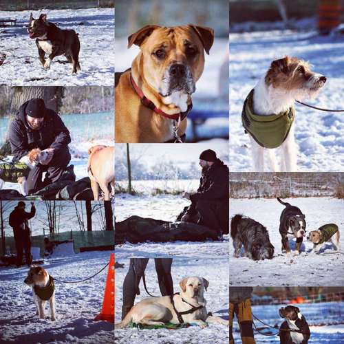 Hundeauslaufgebiet-ZERBERUZ - Hundeschule, Betreuung, Gassi-Service-Bild