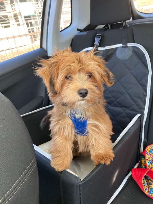 Hundeauslaufgebiet-Kleintierpraxis Dr. Keimer-Bild