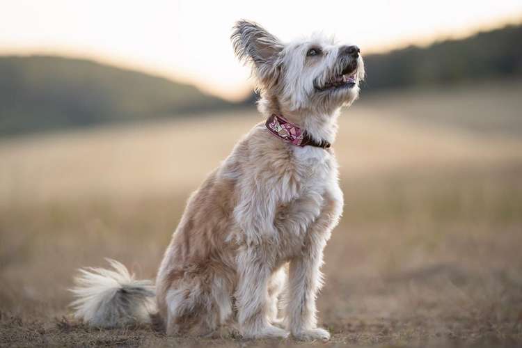 Hundeauslaufgebiet-Tierfotografie in Bad Kissingen und Umgebung-Bild