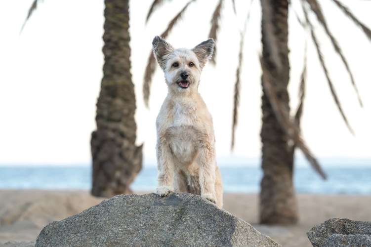 Hundeauslaufgebiet-Tierfotografie in Bad Kissingen und Umgebung-Bild