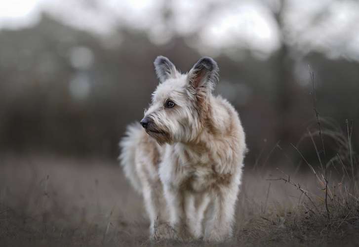 Hundeauslaufgebiet-Tierfotografie in Bad Kissingen und Umgebung-Bild