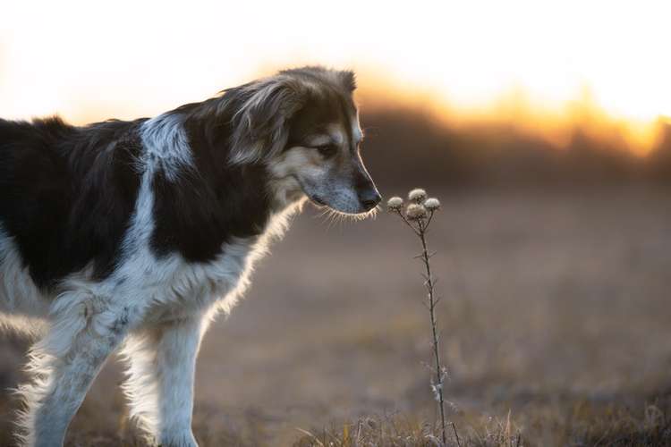 Hundeauslaufgebiet-Tierfotografie in Bad Kissingen und Umgebung-Bild