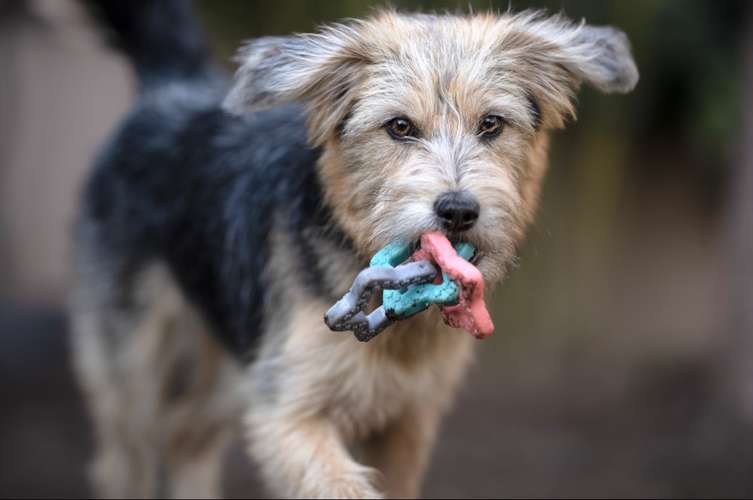 Hundeauslaufgebiet-Tierfotografie in Bad Kissingen und Umgebung-Bild