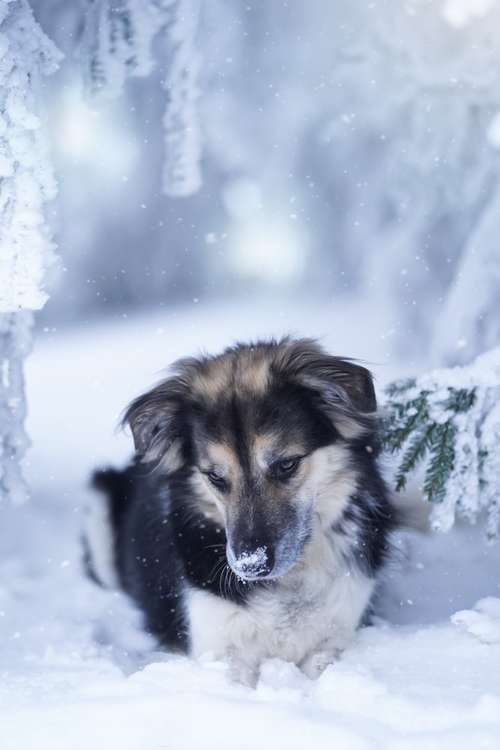 Hundeauslaufgebiet-Tierfotografie in Bad Kissingen und Umgebung-Bild