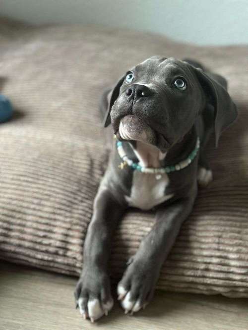 Hundeauslaufgebiet-Pfoetchentraumtau-Bild