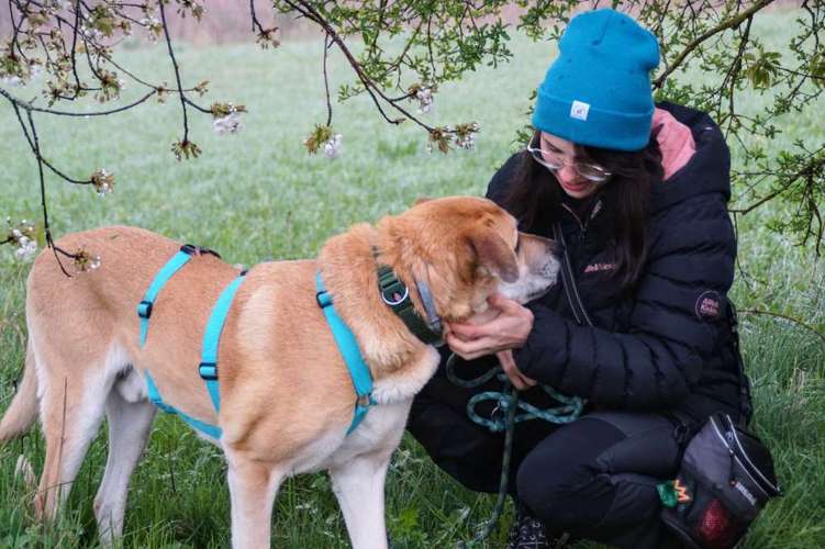 Hundeauslaufgebiet-SentoDogs-Bild