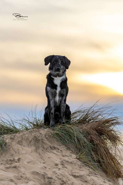 Hundeauslaufgebiet-Braun_Fotografie-Bild