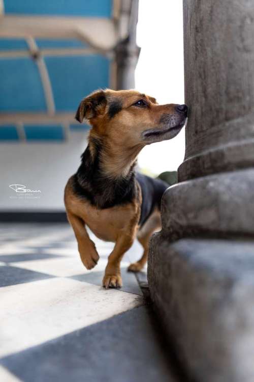 Hundeauslaufgebiet-Braun_Fotografie-Bild