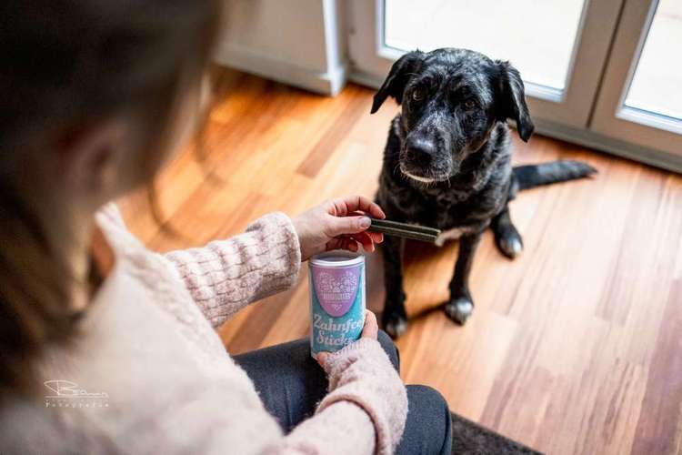 Hundeauslaufgebiet-Braun_Fotografie-Bild