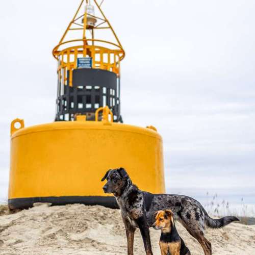Hundeauslaufgebiet-Braun_Fotografie-Bild