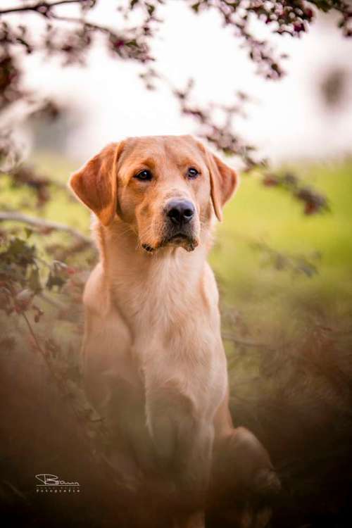 Hundeauslaufgebiet-Braun_Fotografie-Bild