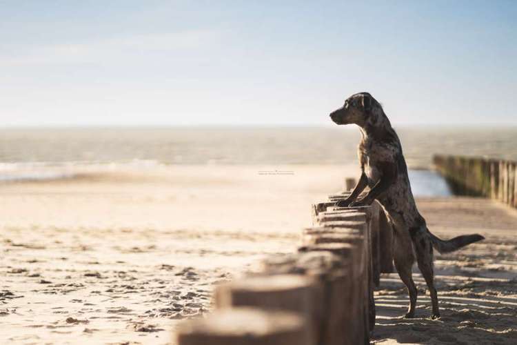 Hundeauslaufgebiet-Braun_Fotografie-Bild