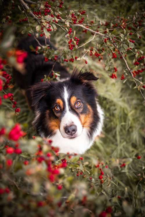 Hundeauslaufgebiet-Braun_Fotografie-Bild