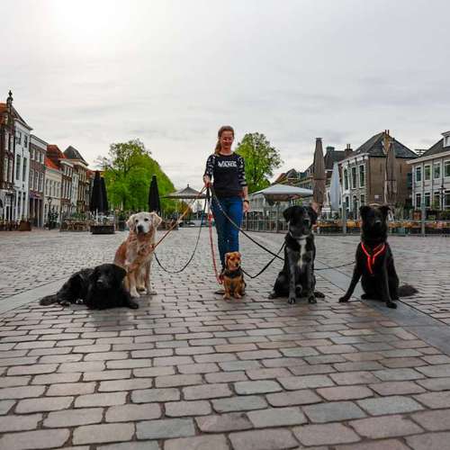 Hundeauslaufgebiet-Braun_Fotografie-Bild