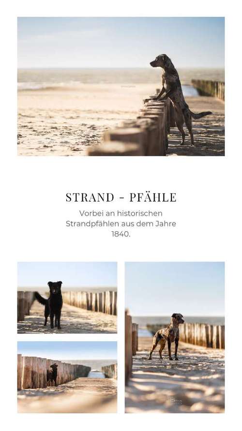 Hundeauslaufgebiet-Braun_Fotografie-Bild