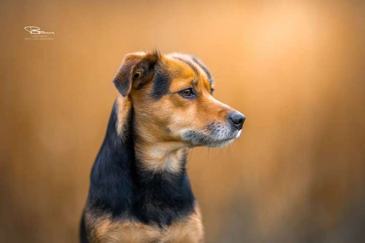 Hundeauslaufgebiet-Braun_Fotografie-Bild