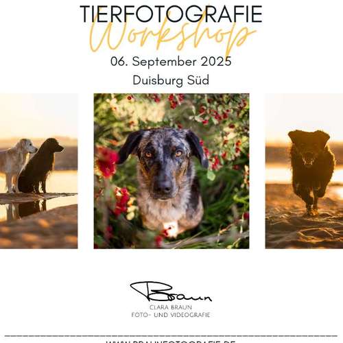 Hundeauslaufgebiet-Braun_Fotografie-Bild