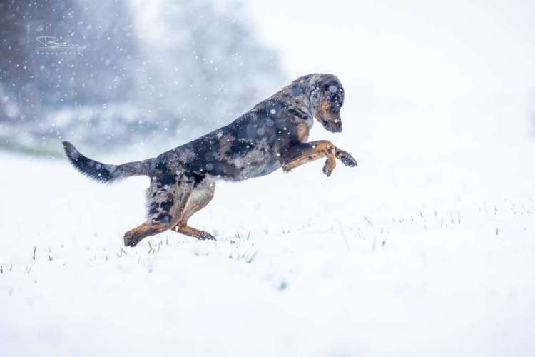 Hundeauslaufgebiet-Braun_Fotografie-Bild