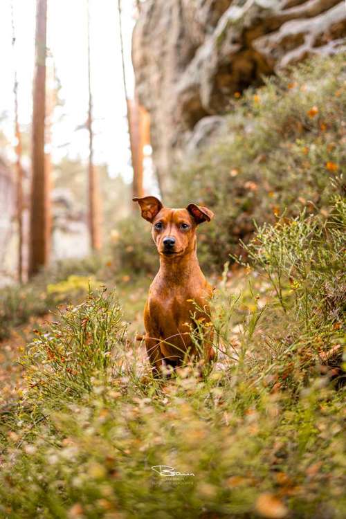 Hundeauslaufgebiet-Braun_Fotografie-Bild