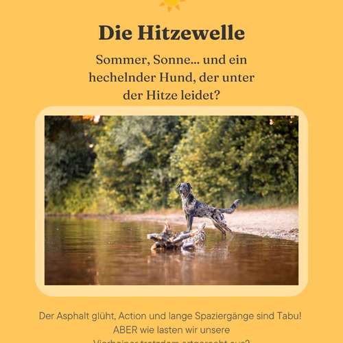 Hundeauslaufgebiet-Braun_Momente-Bild